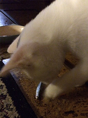 Kitten playing with a fish.
