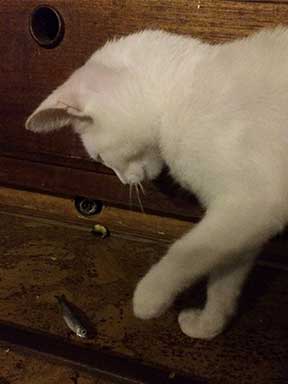 Kitten playing with a fish.