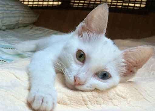 white kitten