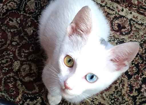 white kitten