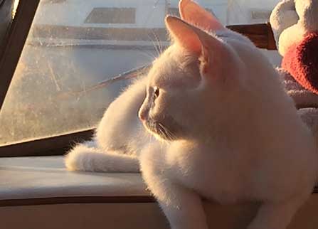 white kitten