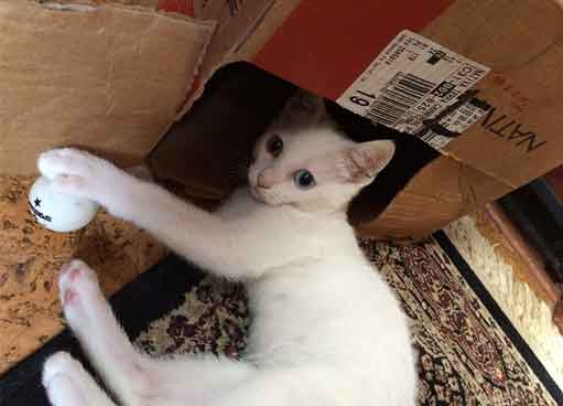 white kitten