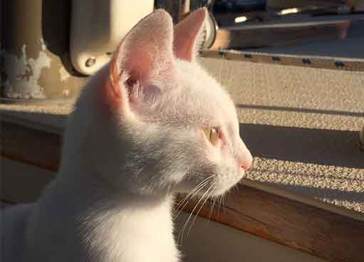white kitten