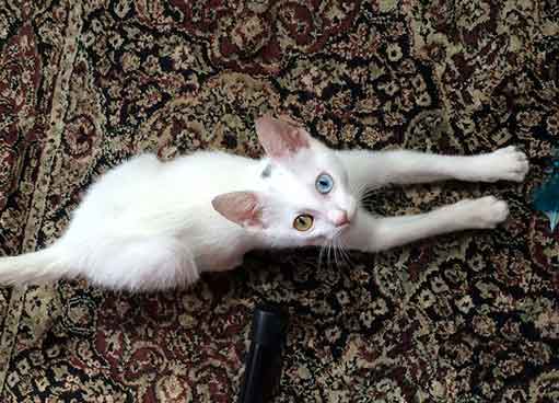 white kitten