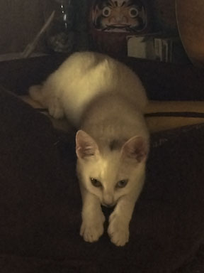 Kitten relaxing on pillows.