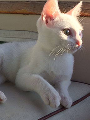 Kitten relaxing outside.