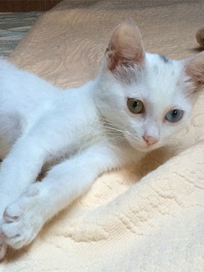 Kitten relaxing on a bed.