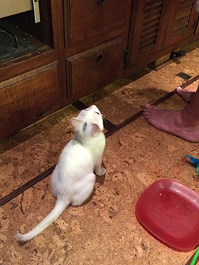 Close up of kitten begging for fish.