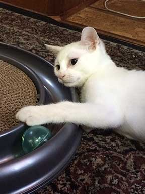Kitten playing with a track ball toy.